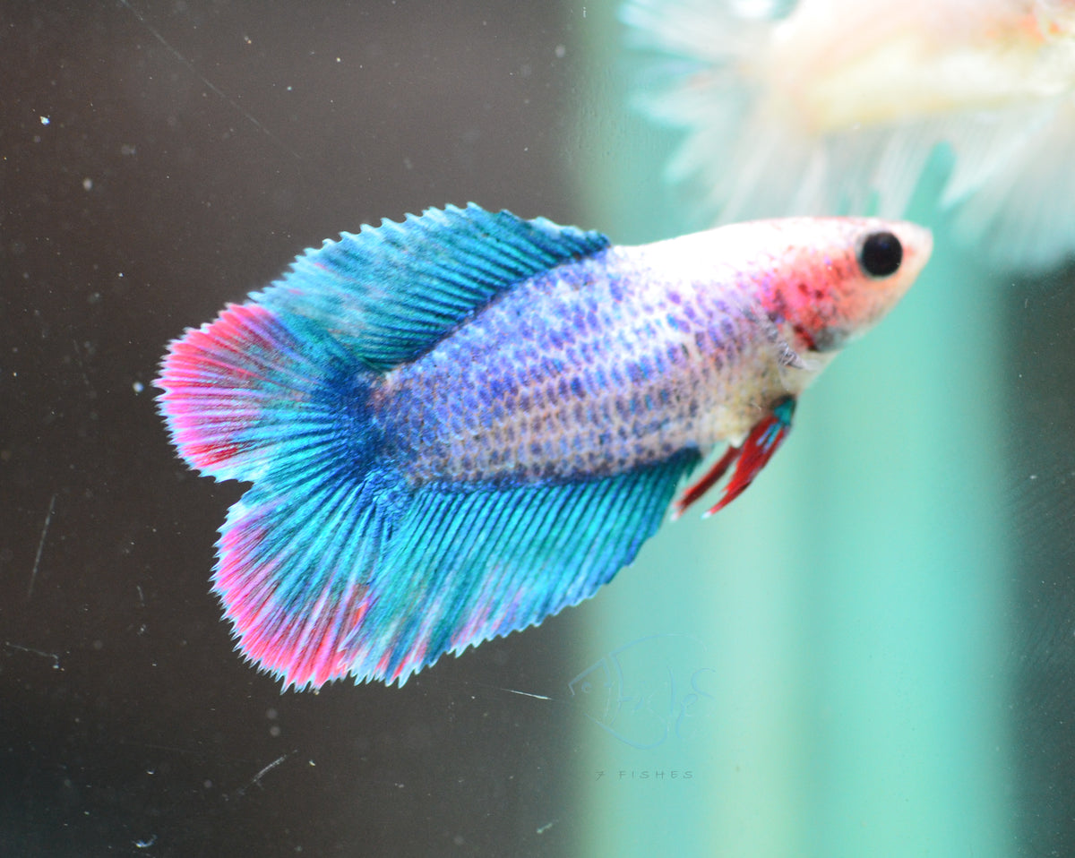Pastel Blue Doubletail Female
