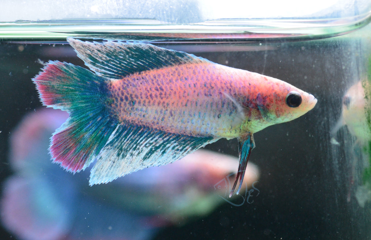 Pastel Blue Doubletail Female