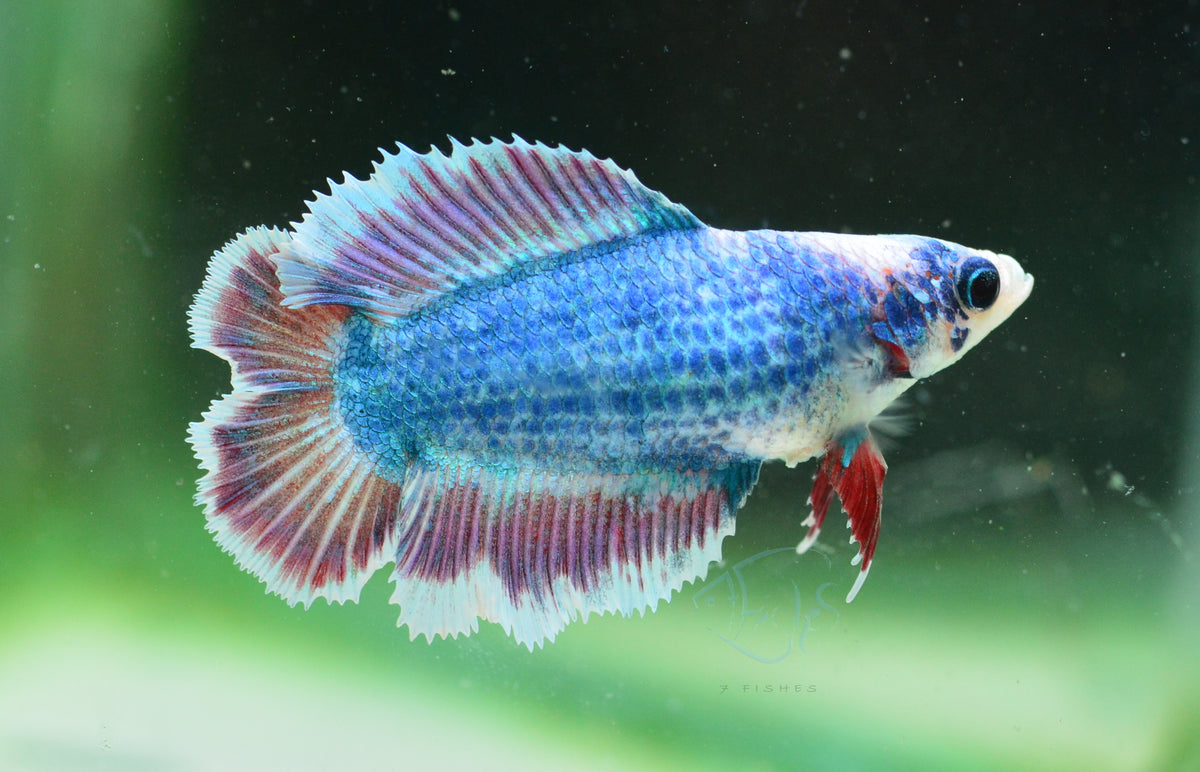Pastel Blue Doubletail Female