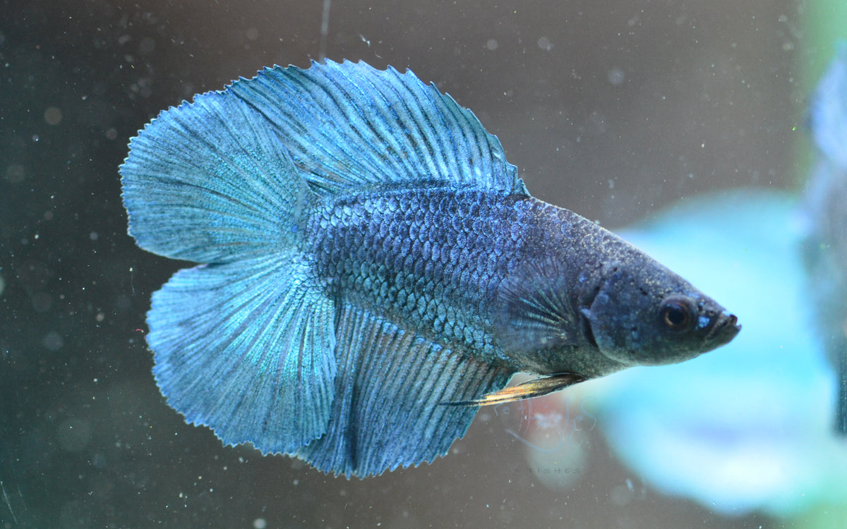 Navy Blue Doubletail Female