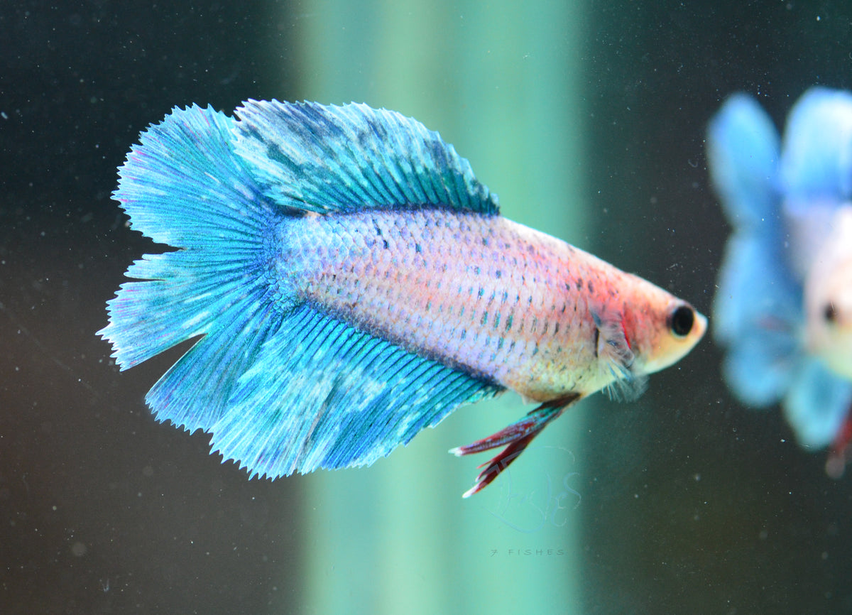 Iridescent Blue Doubletail Female