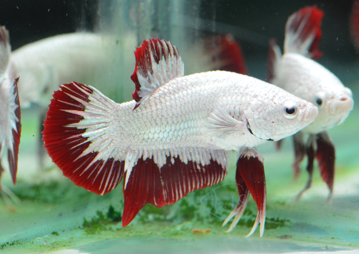 Red Dragon HMPK Male