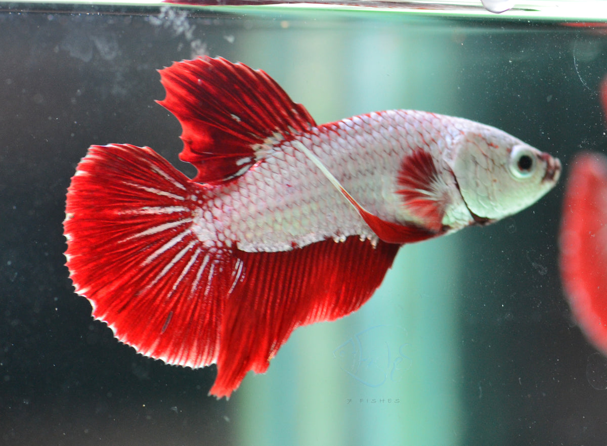 Red Dragon HMPK Male