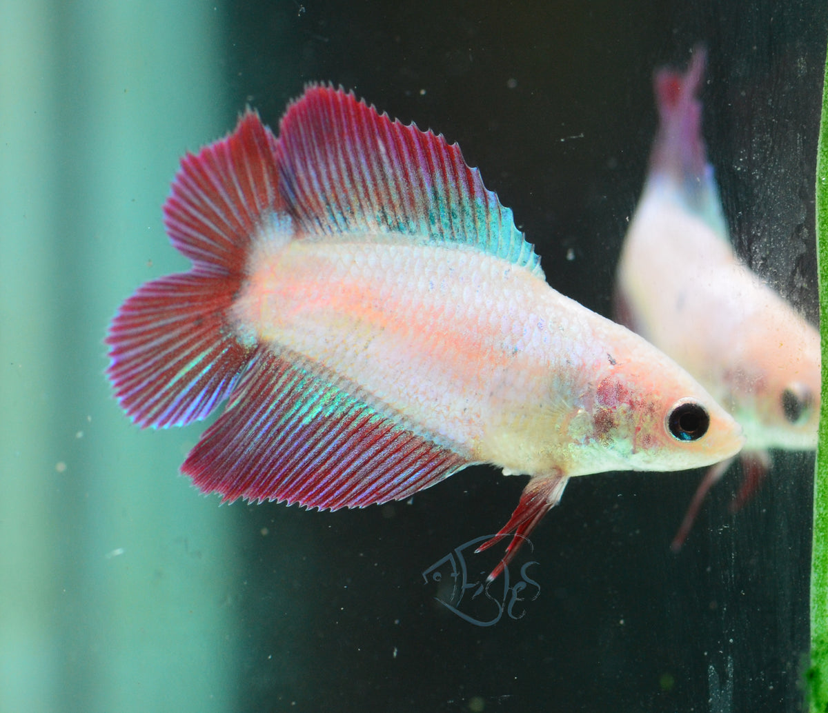 Iridescent Purple Doubletail Female