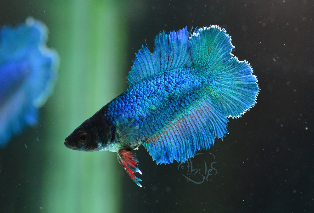 Turquoise Doubletail Female