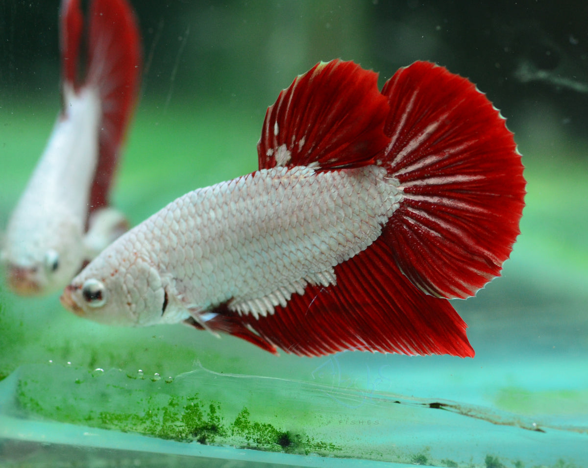 Red Dragon HMPK Male