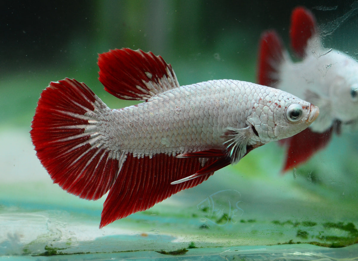 Red Dragon HMPK Male