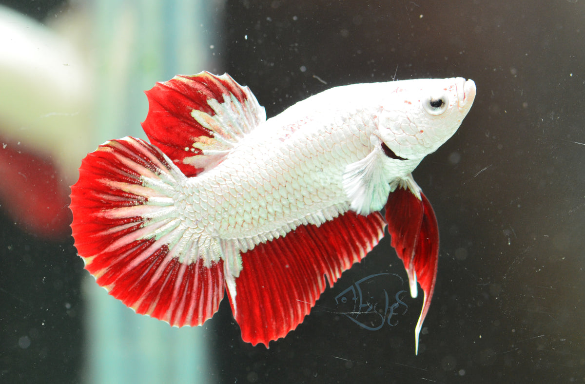 Red Dragon HMPK Male