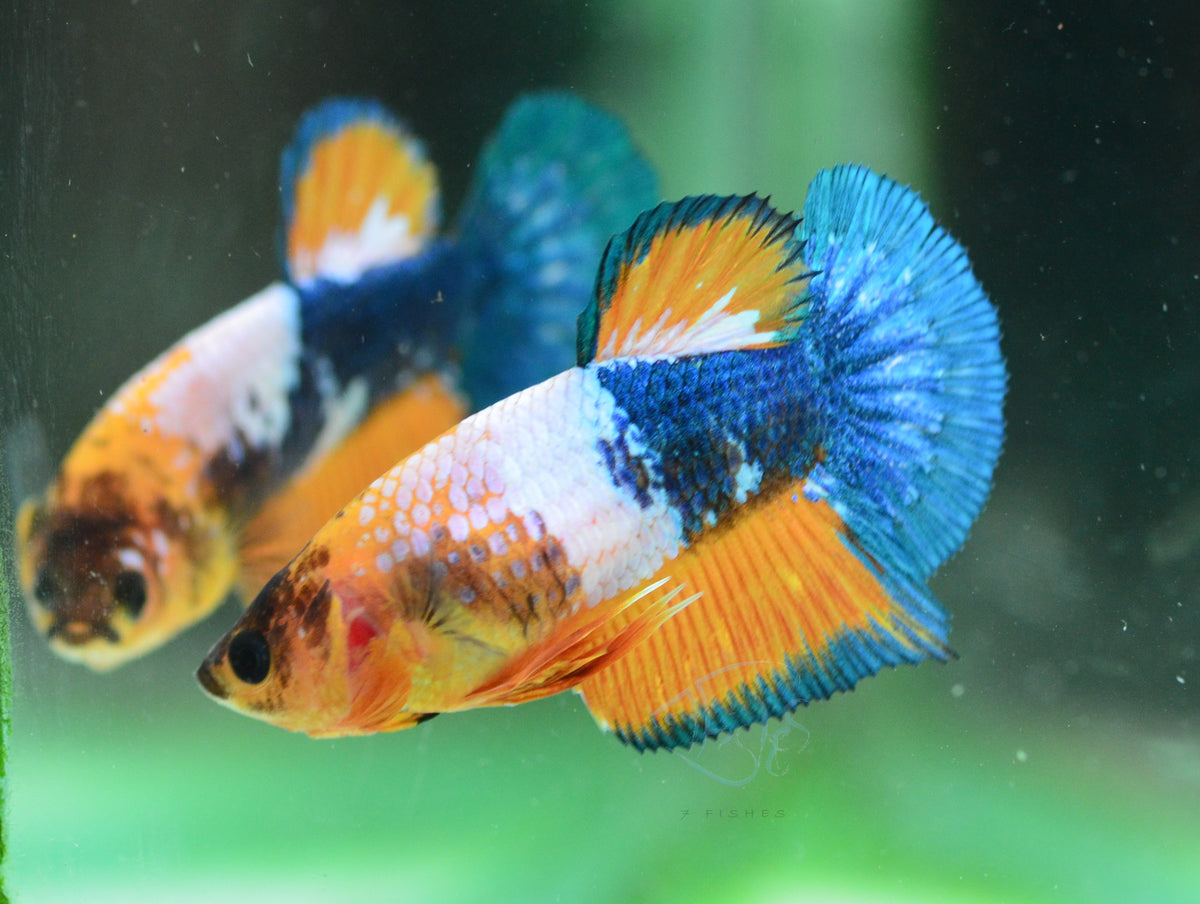 Yellow Fancy HMPK Female