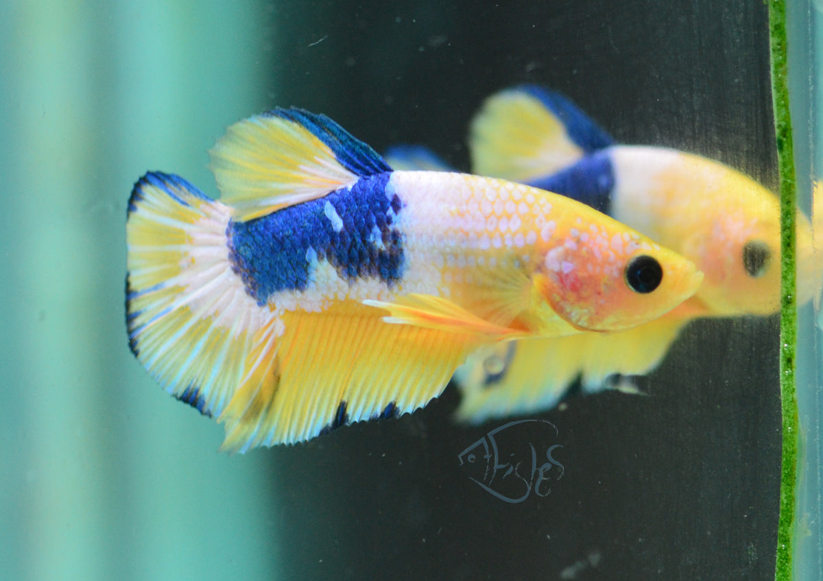 Yellow Fancy HMPK Male