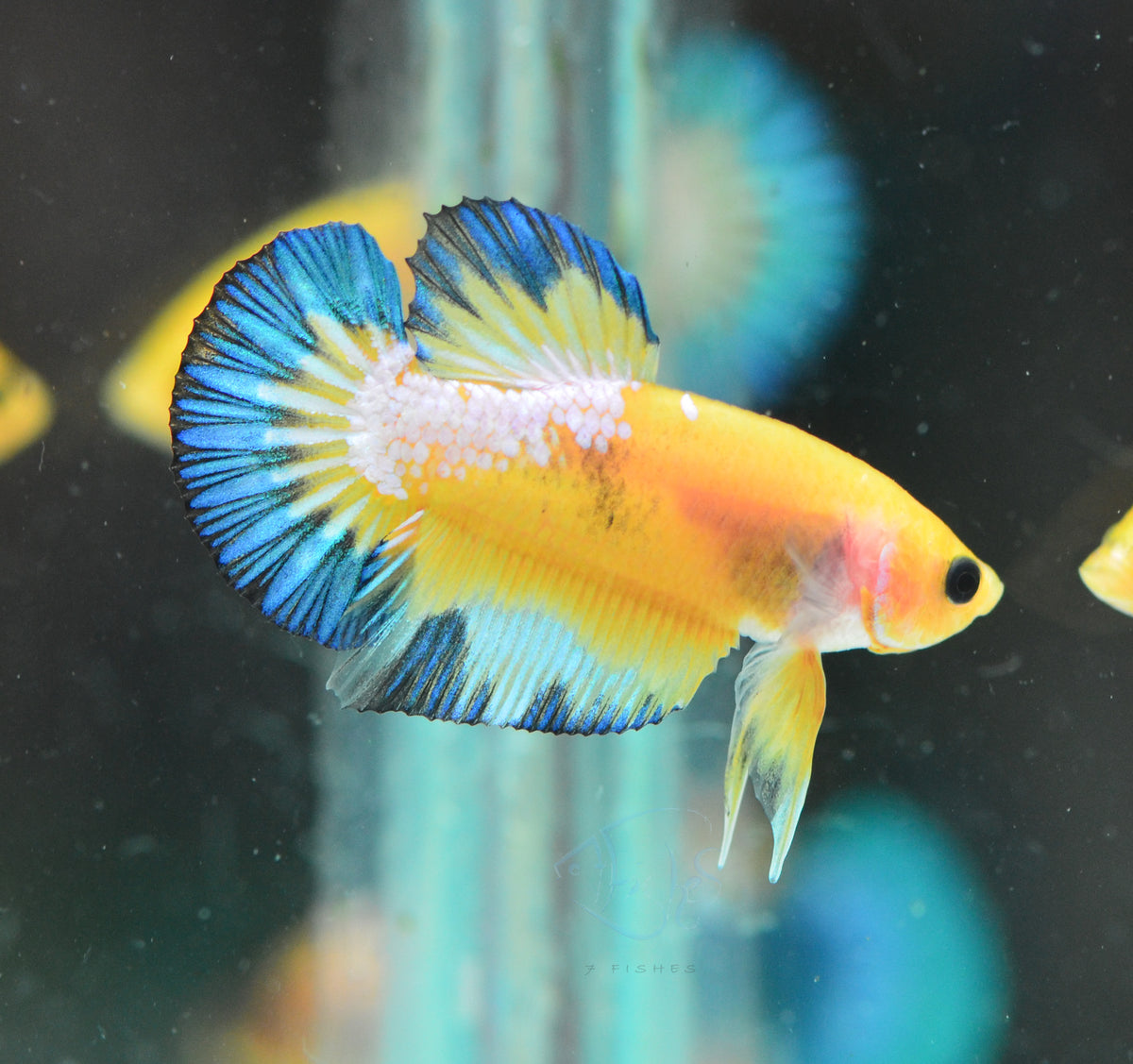 Yellow Fancy HMPK Male