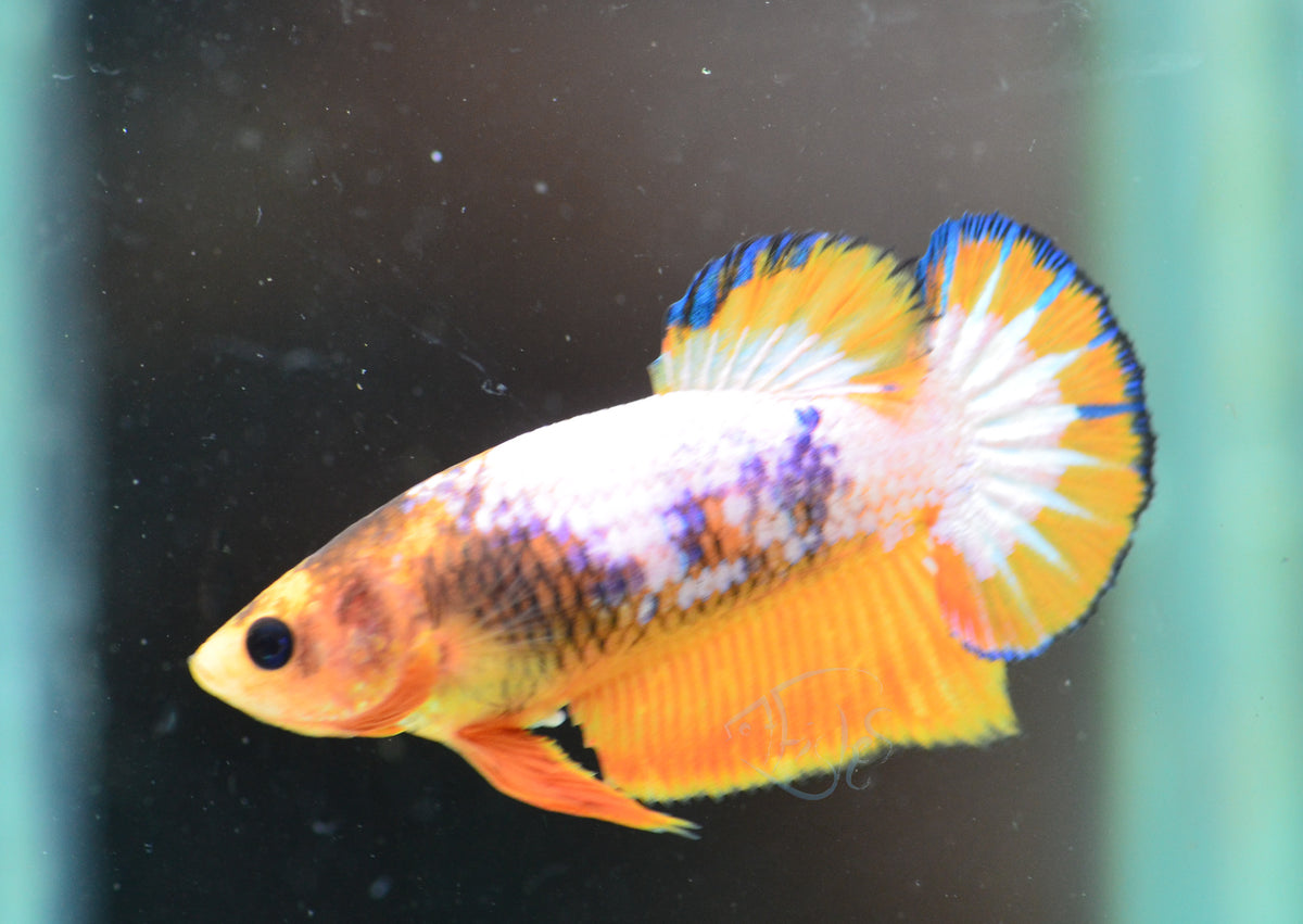 Yellow Fancy HMPK Female