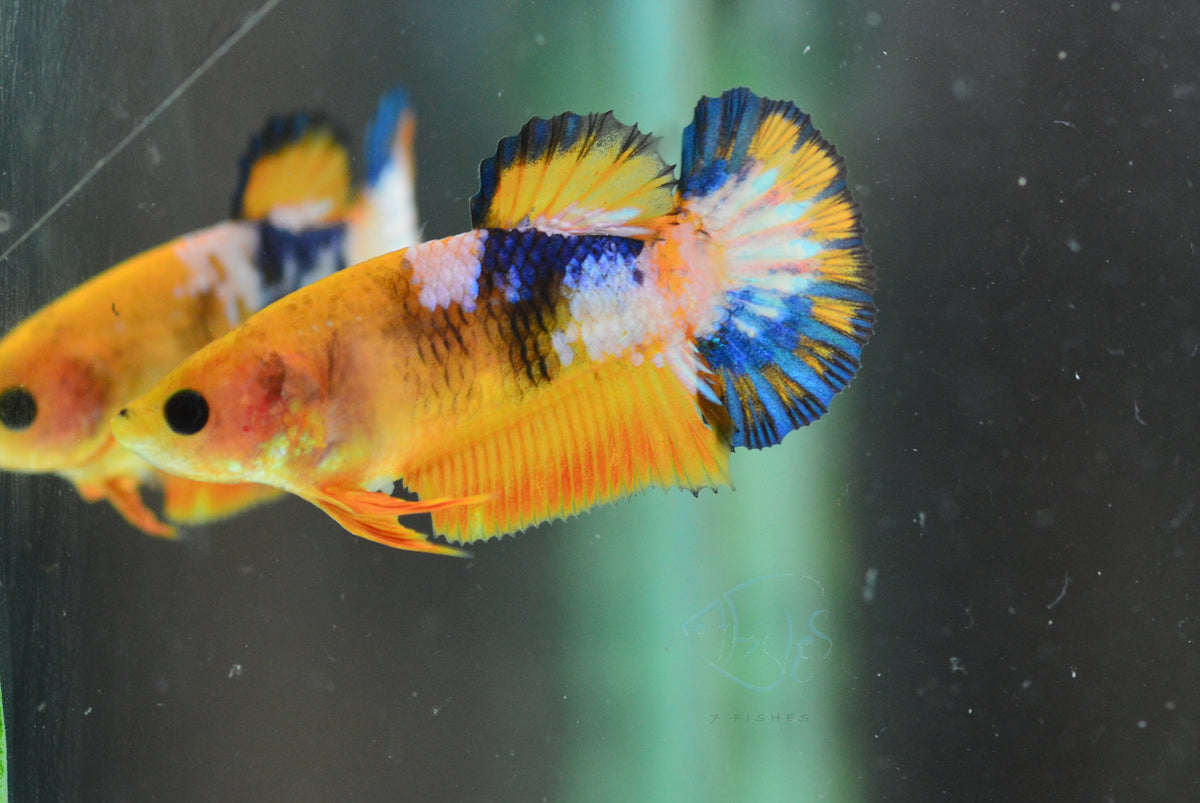 Yellow Fancy HMPK Female