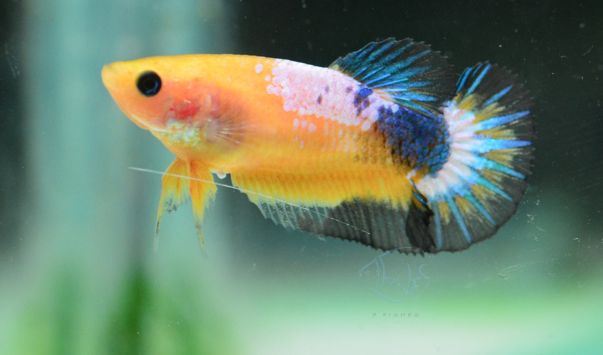 Yellow Fancy HMPK Female