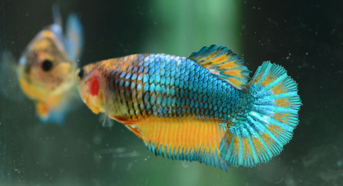 Yellow Fancy HMPK Female