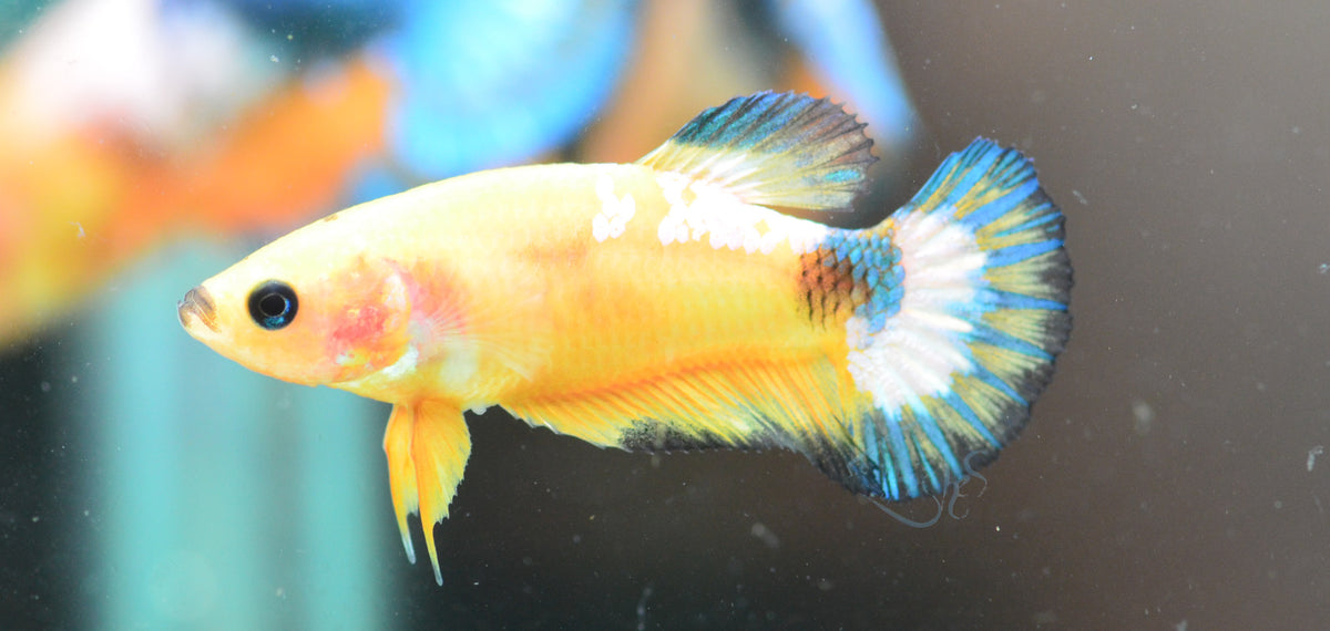 Yellow Fancy HMPK Female