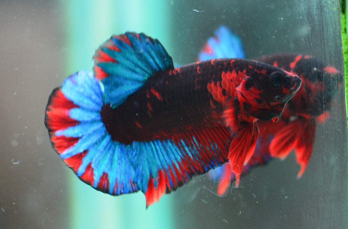 Black Base Hellboy HMPK Male