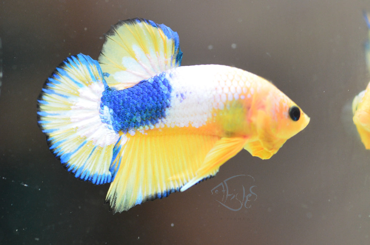 Yellow Fancy HMPK Male
