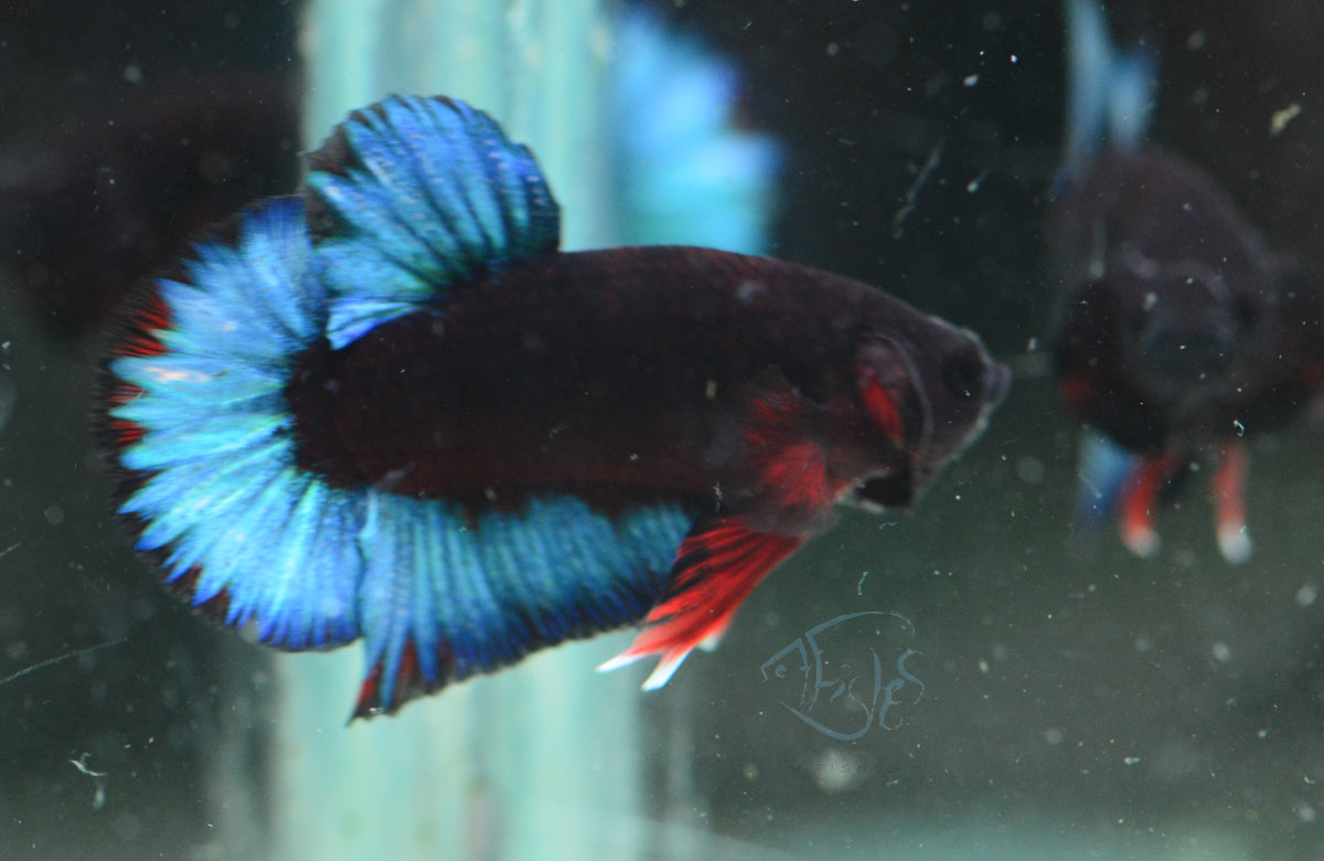 Black Base Hellboy HMPK Male