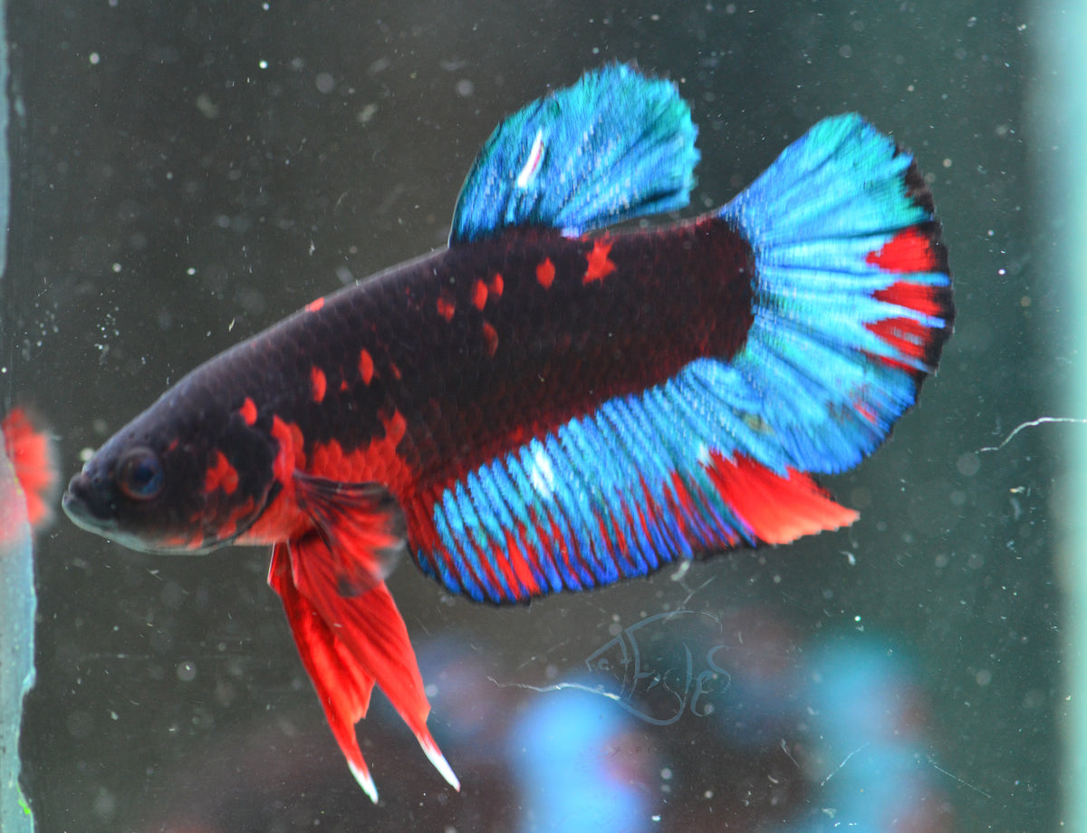 Black Base Hellboy HMPK Male