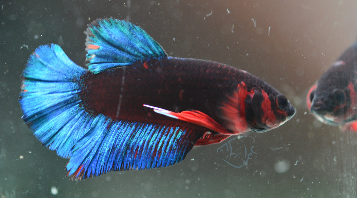 Black Base Hellboy HMPK Male