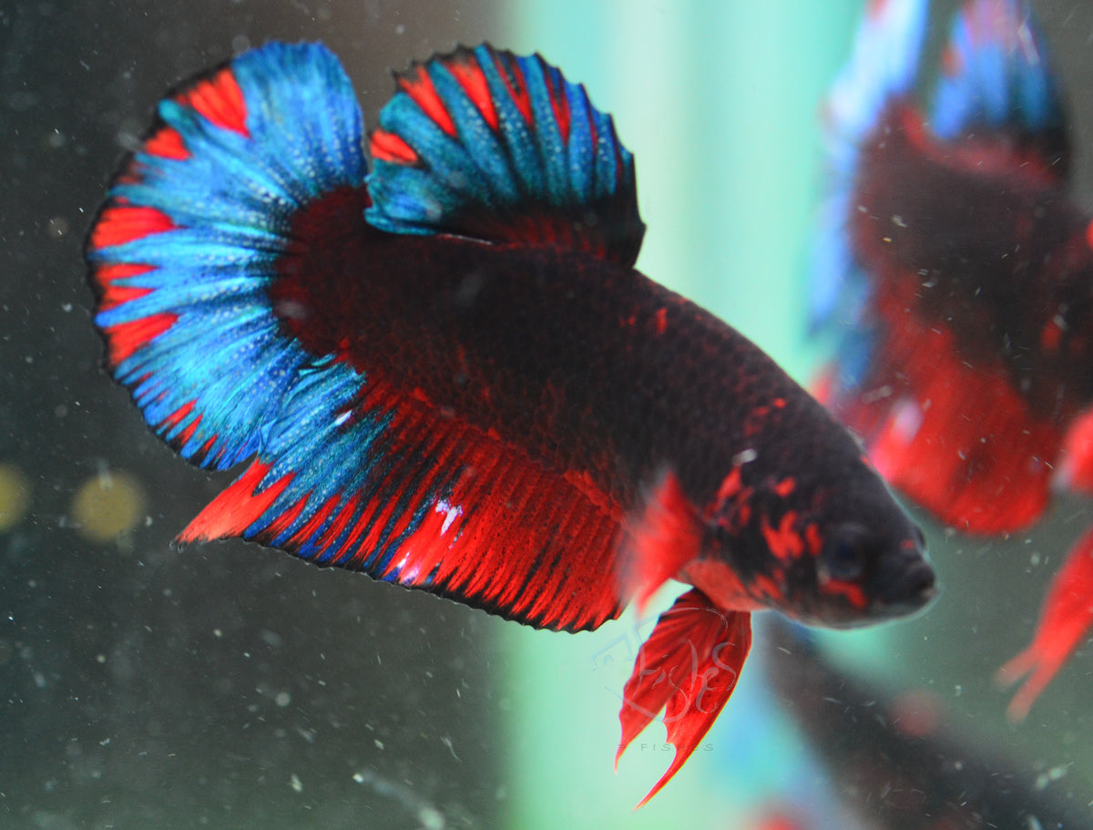 Black Base Hellboy HMPK Male