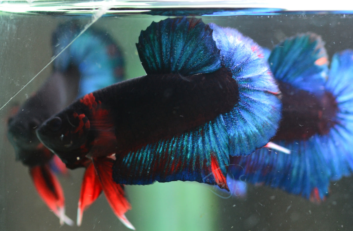 Black Base Hellboy HMPK Male