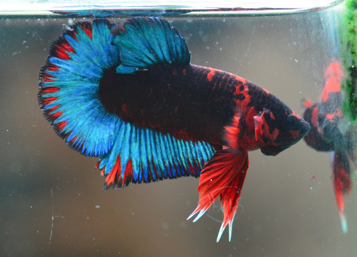 Black Base Hellboy HMPK Male