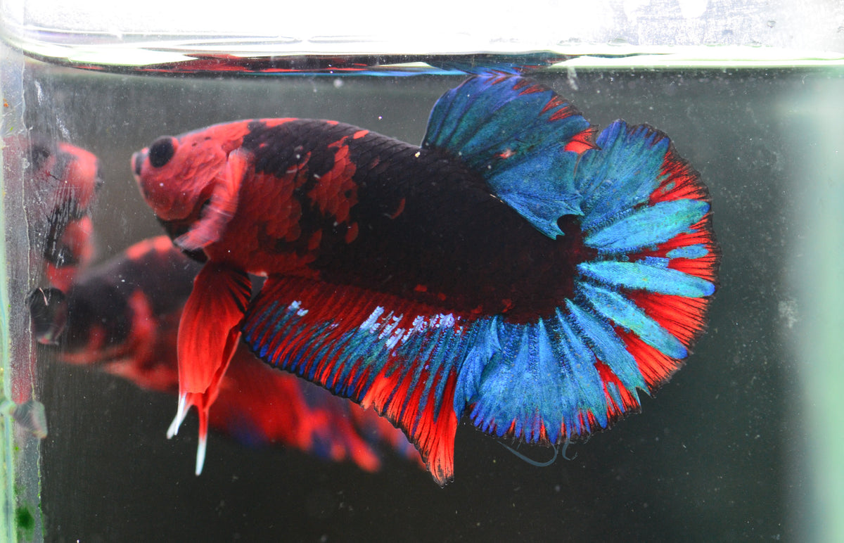 Black Base Hellboy HMPK Male