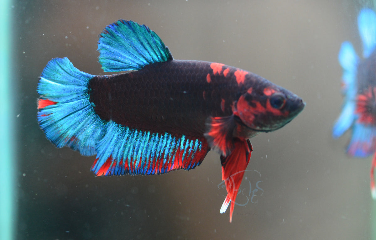 Black Base Hellboy HMPK Male
