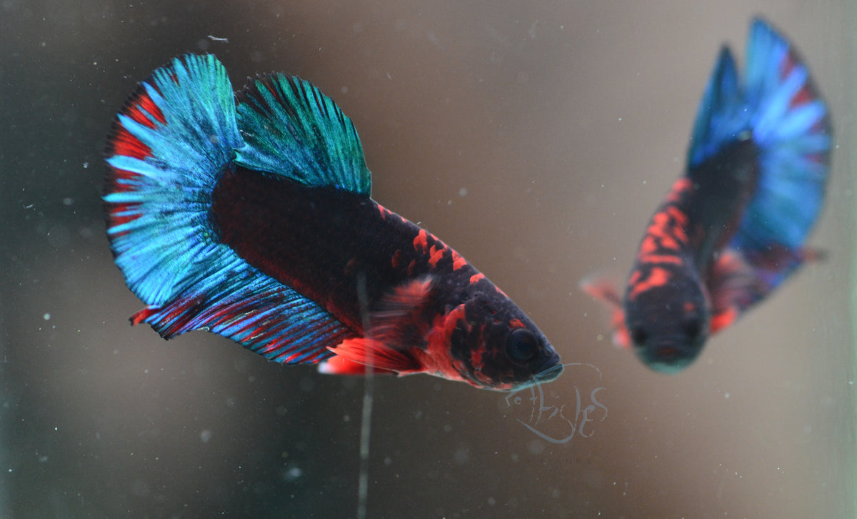 Black Base Hellboy HMPK Male