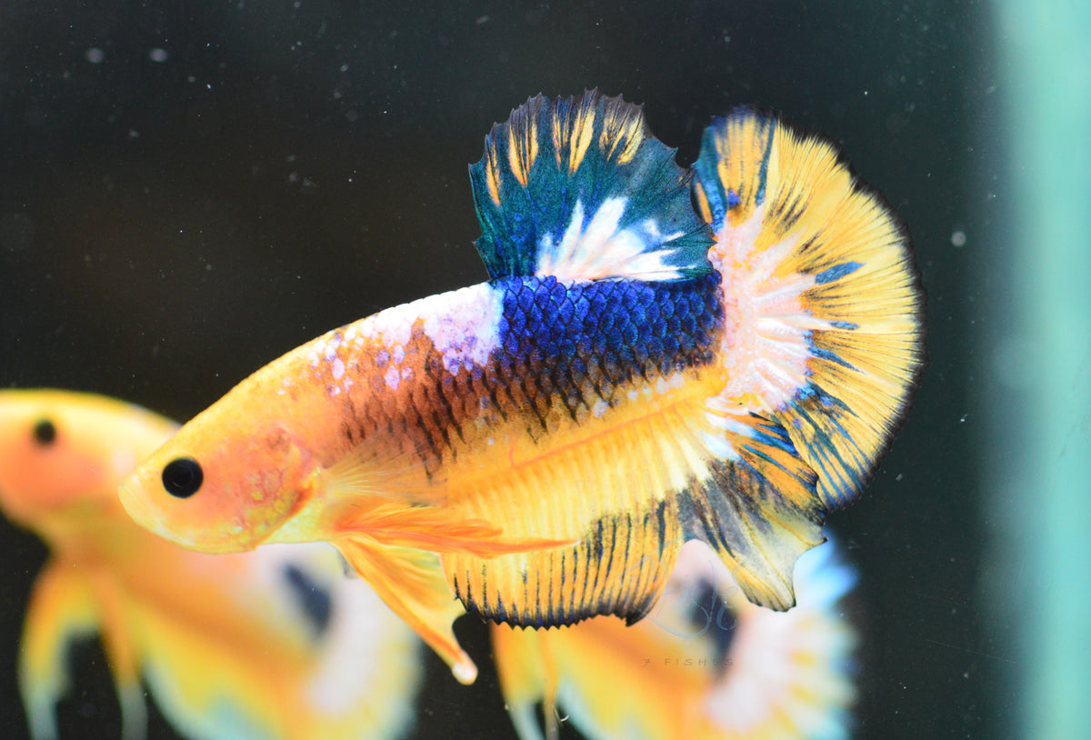Yellow Fancy HMPK Male