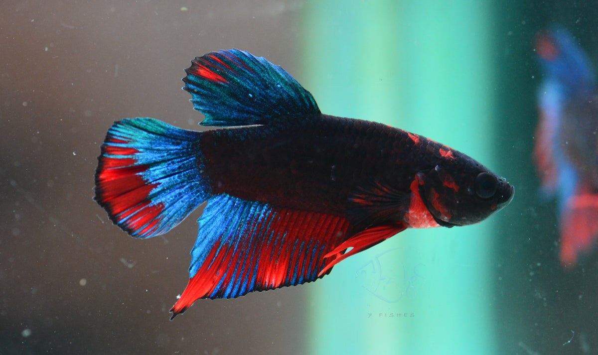 Black Base Hellboy HMPK Male