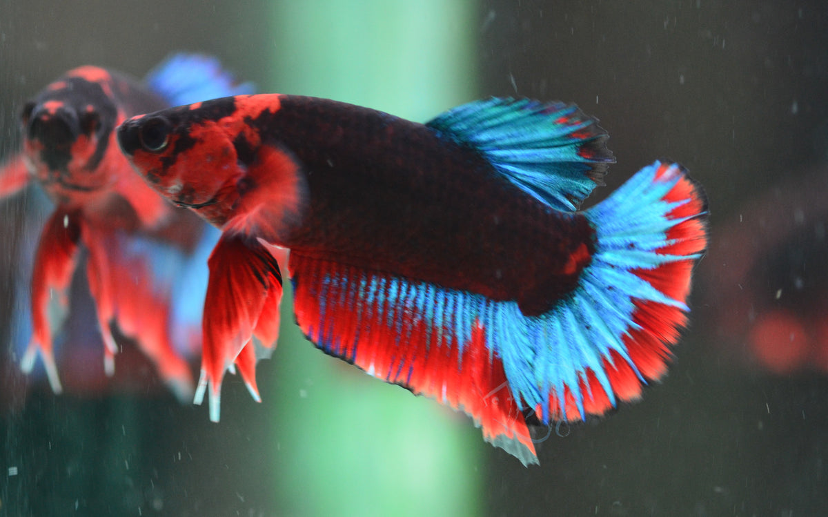Black Base Hellboy HMPK Male