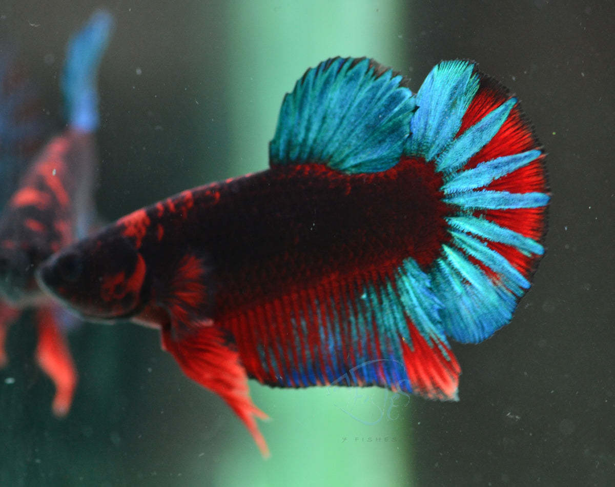 Black Base Hellboy HMPK Male