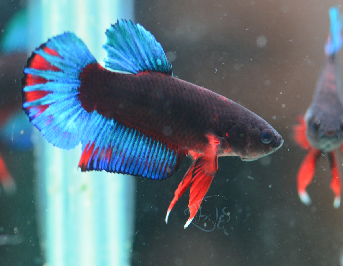 Black Base Hellboy HMPK Male