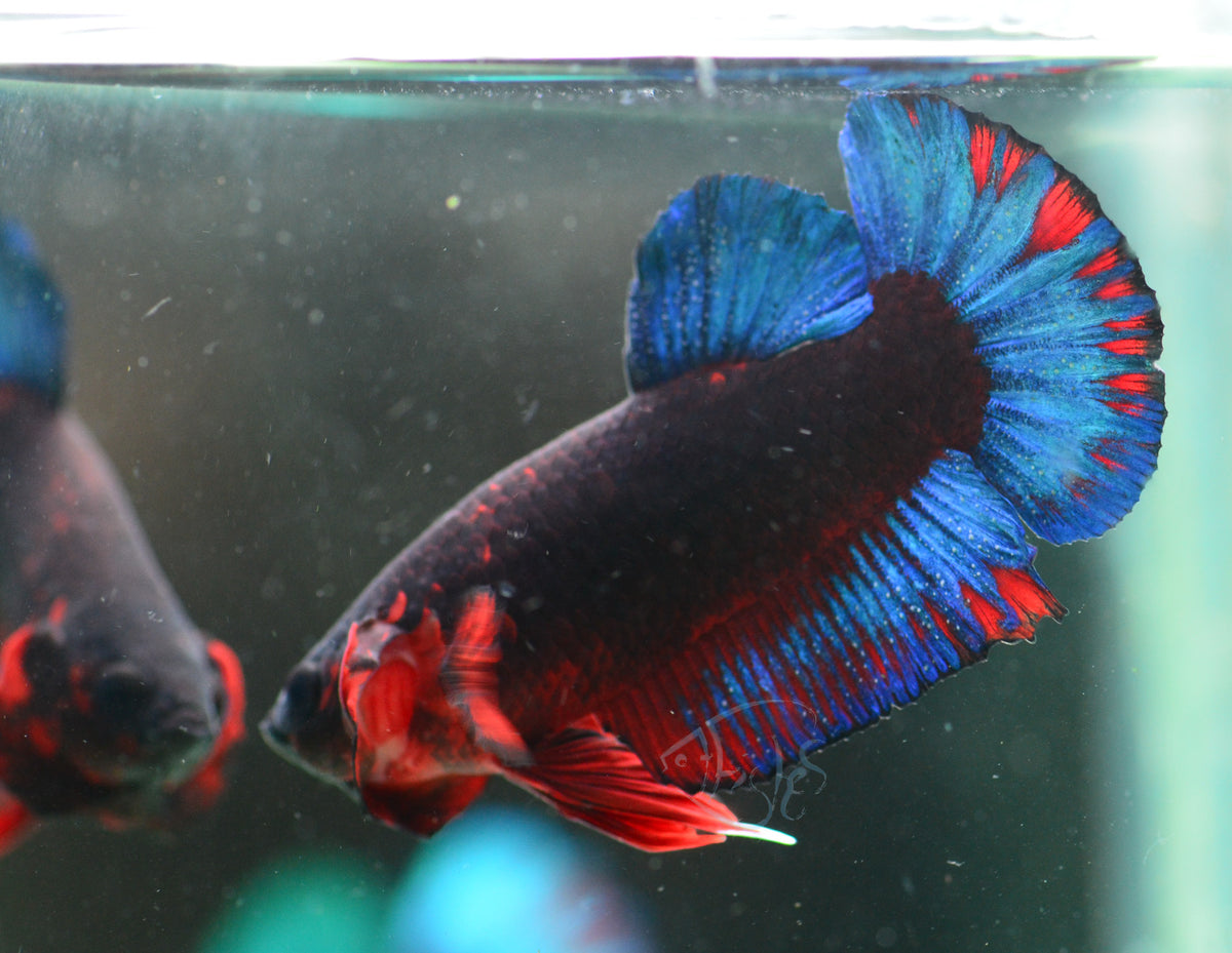 Black Base Hellboy HMPK Male