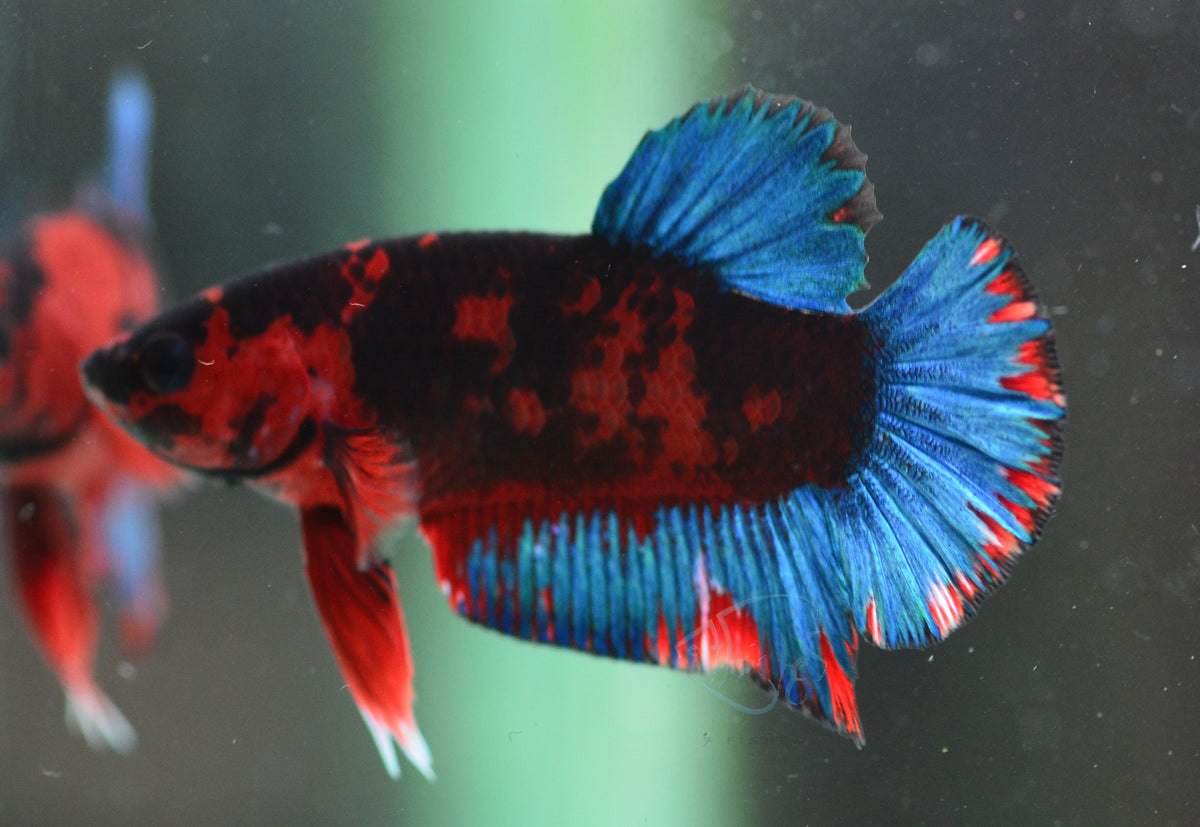 Black Base Hellboy HMPK Male