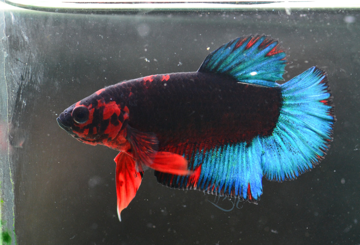 Black Base Hellboy HMPK Male