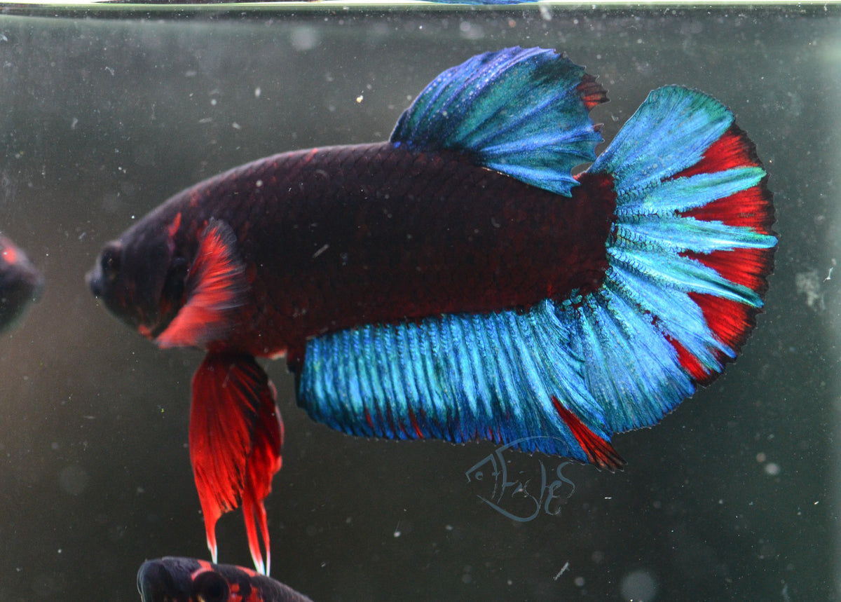 Black Base Hellboy HMPK Male
