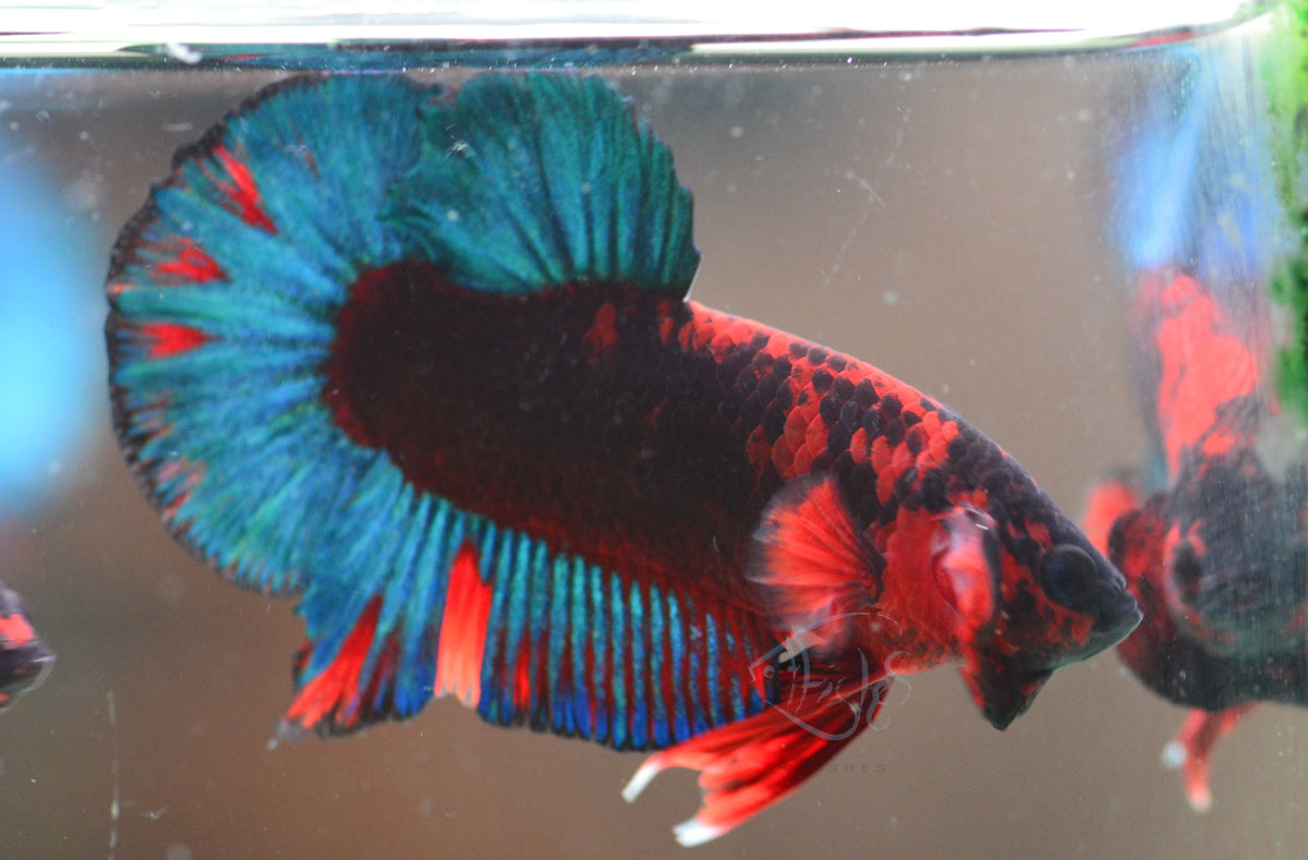 Black Base Hellboy HMPK Male