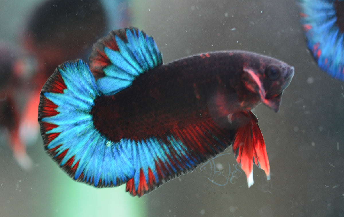 Black Base Hellboy HMPK Male