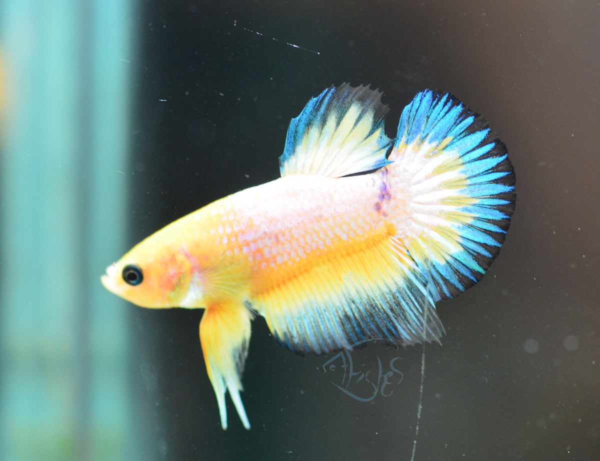 Yellow Fancy HMPK Male