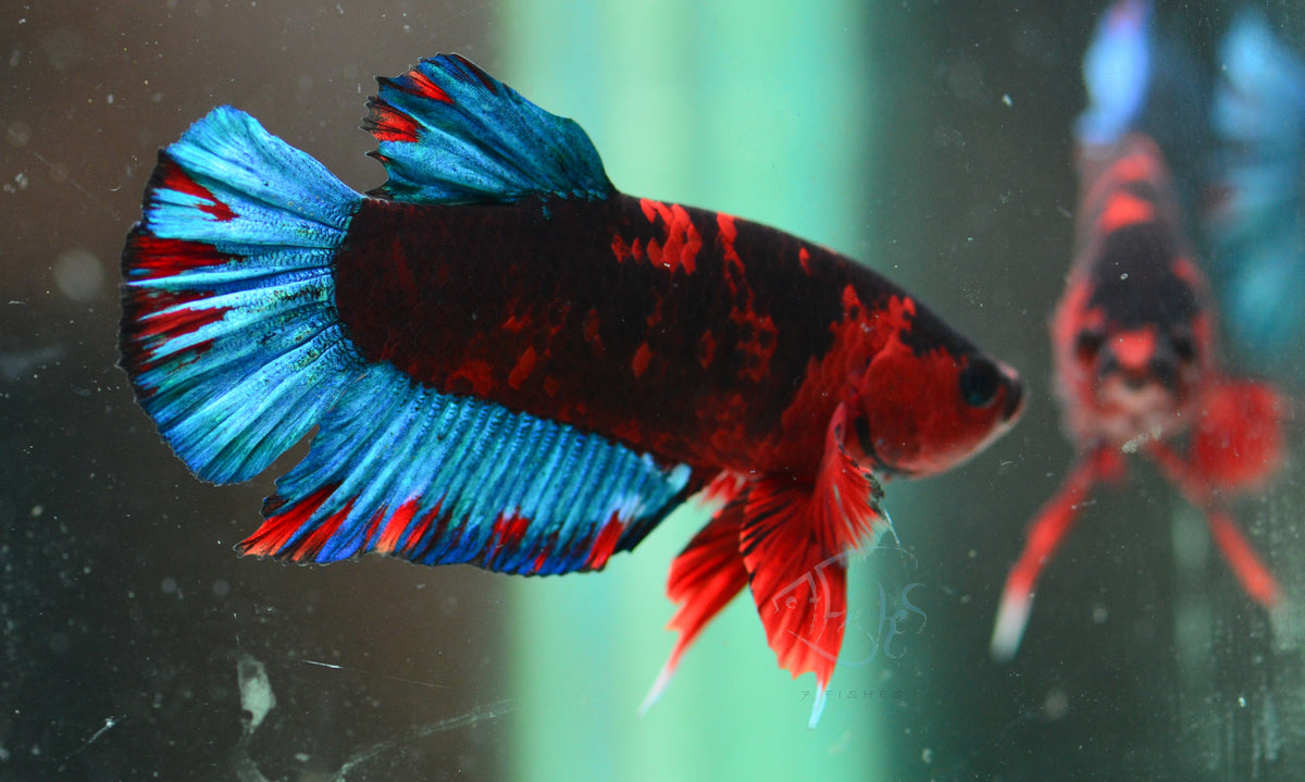 Black Base Hellboy HMPK Male