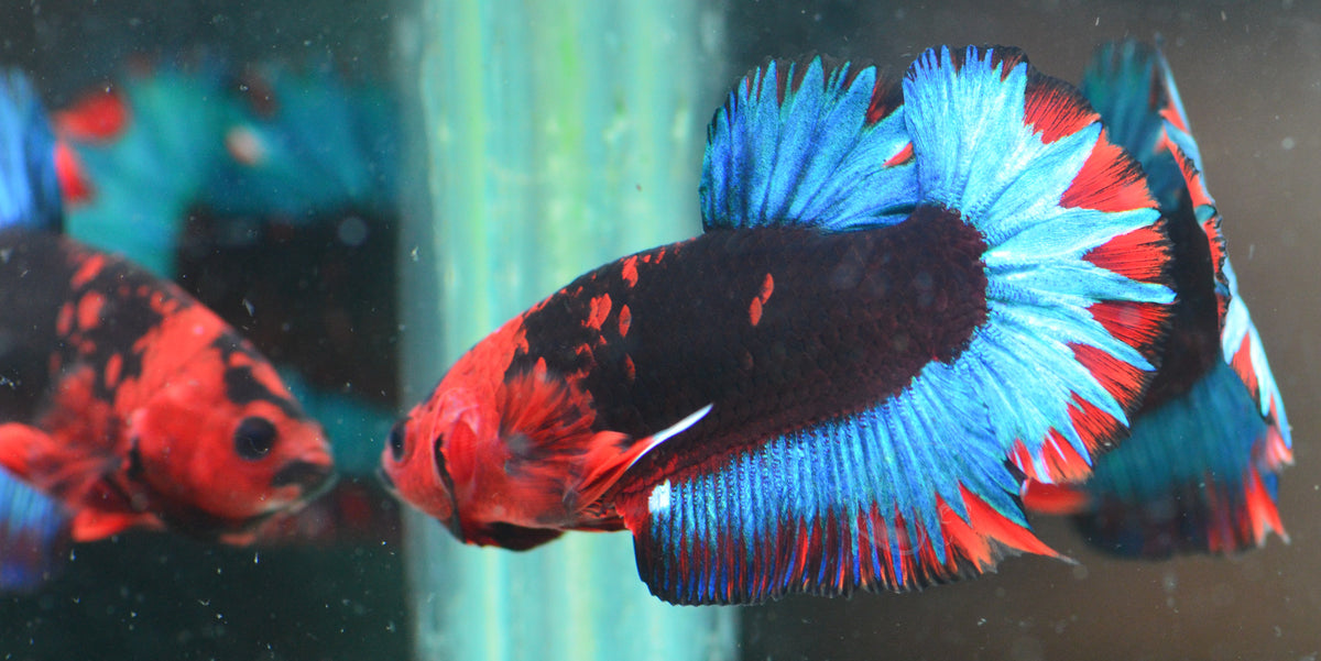 Black Base Hellboy HMPK Male