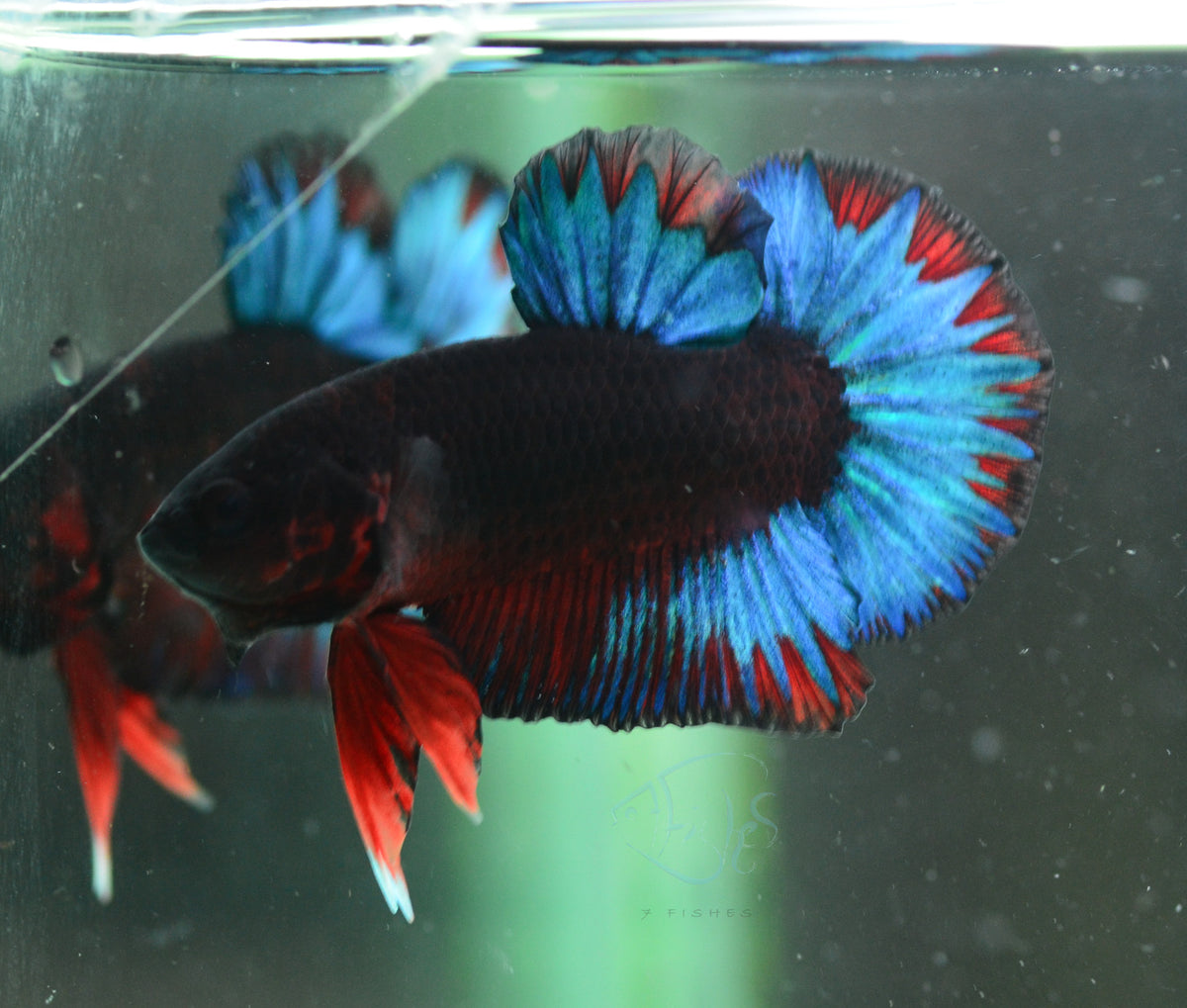 Black Base Hellboy HMPK Male