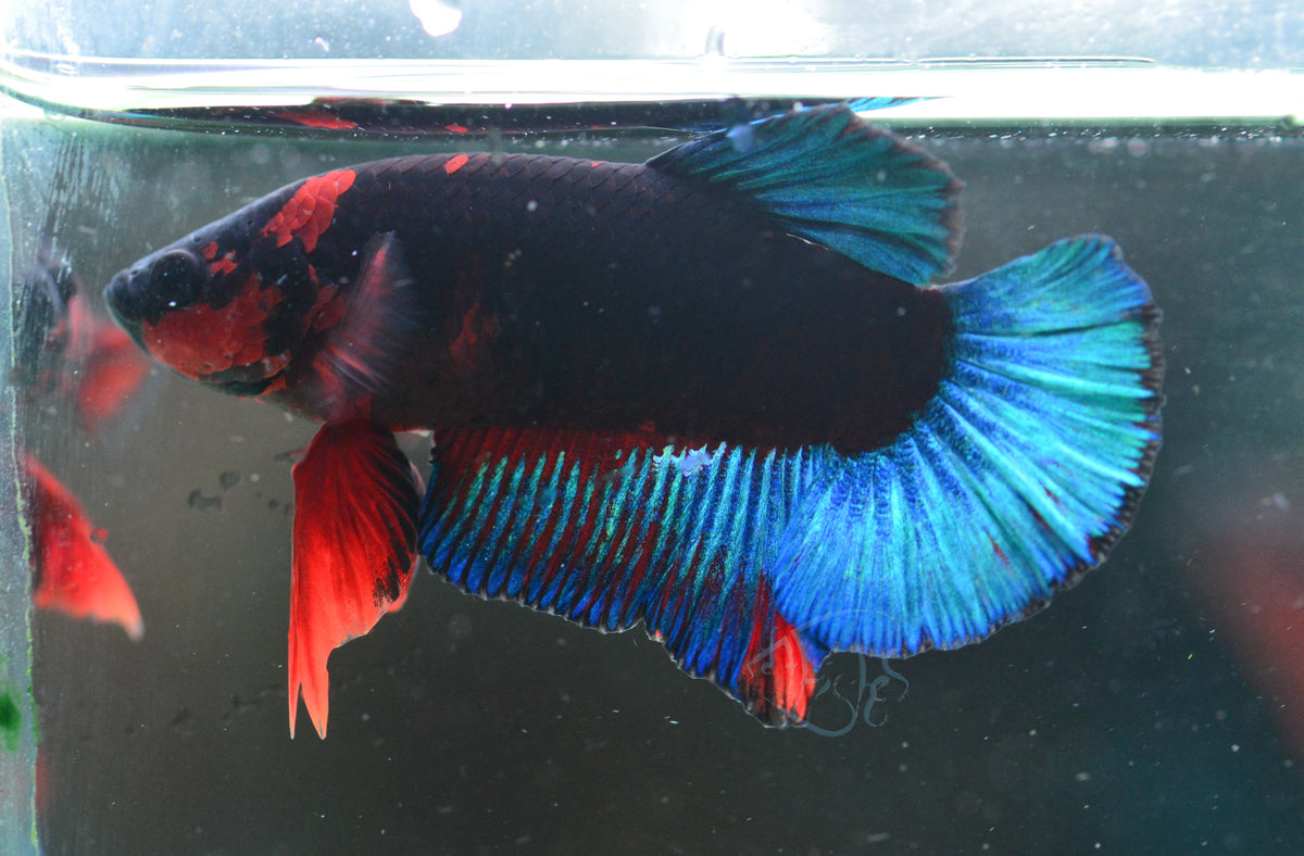 Black Base Hellboy HMPK Male