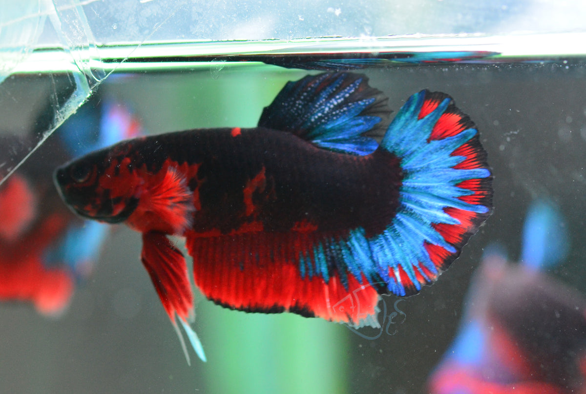 Black Base Hellboy HMPK Male