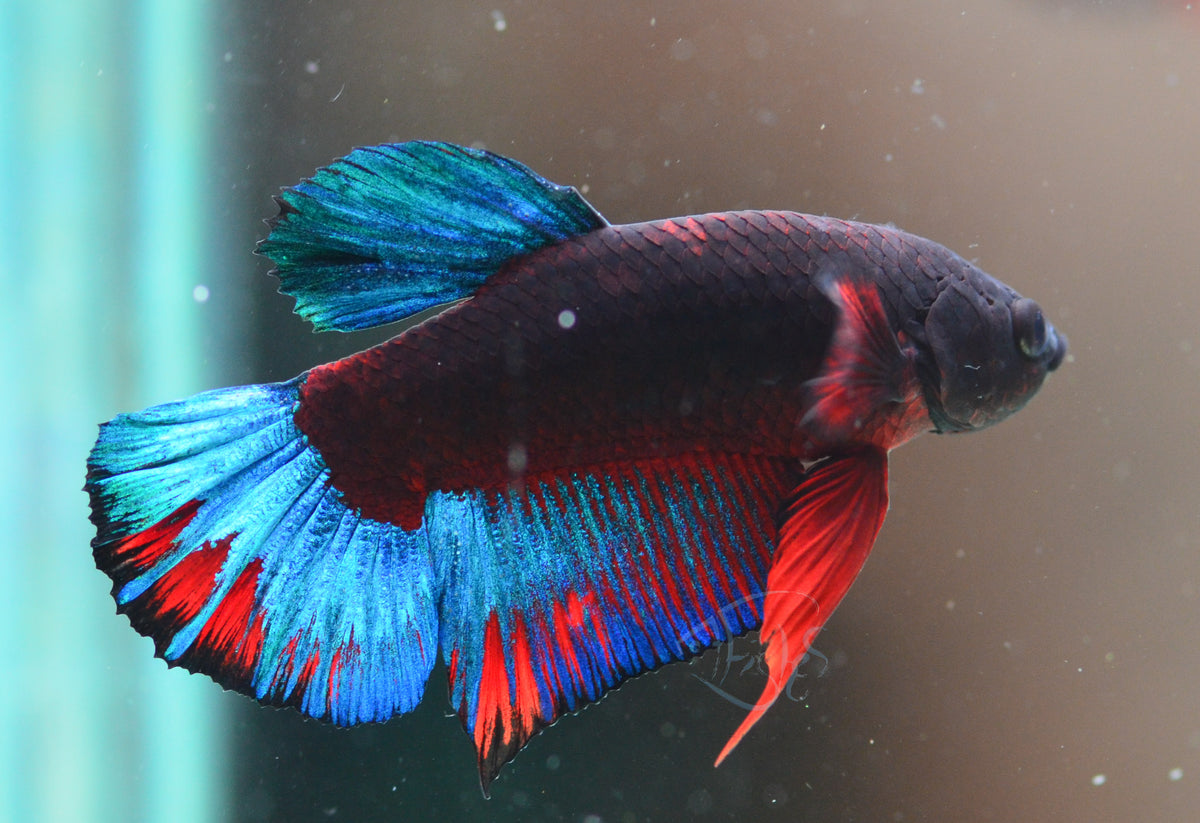 Black Base Hellboy HMPK Male