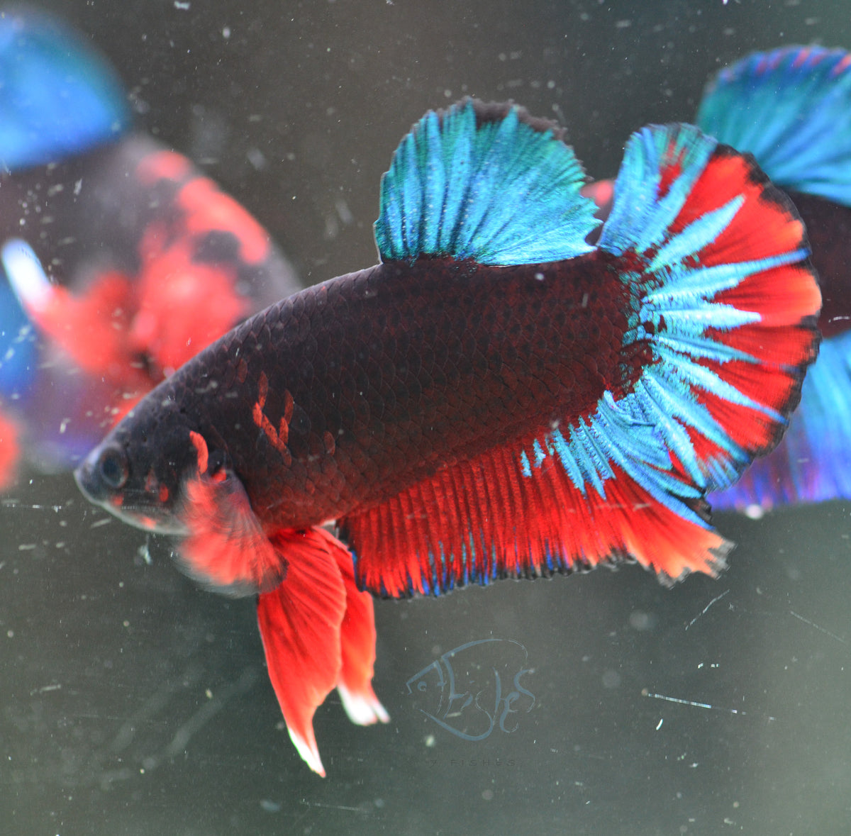 Black Base Hellboy HMPK Male